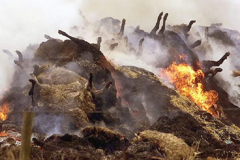 Photo of burning animal bodies