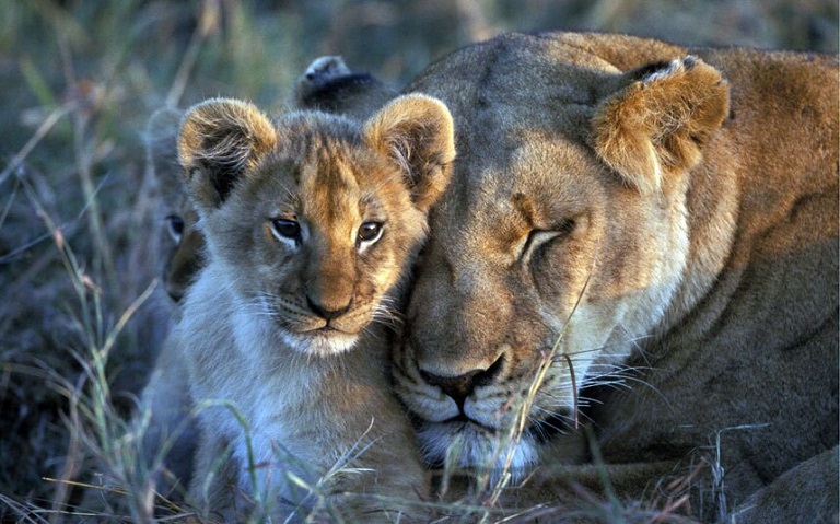 Big Cat Diary 2004