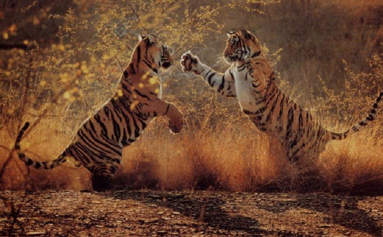 Natural World
