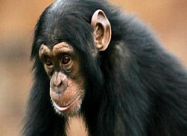 Apes In Danger