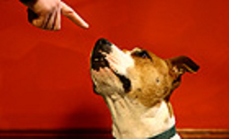 Test Your Pet
